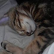 Léon participe au concours pour gagner de l'argent avec cette photo : cat, kitten, sleeping, tabby, fur, paw, whiskers, closeup, pet, animal, cozy, resting, cute, soft, cute_animal, domestic_cat, mammal, feline, striped, relaxed