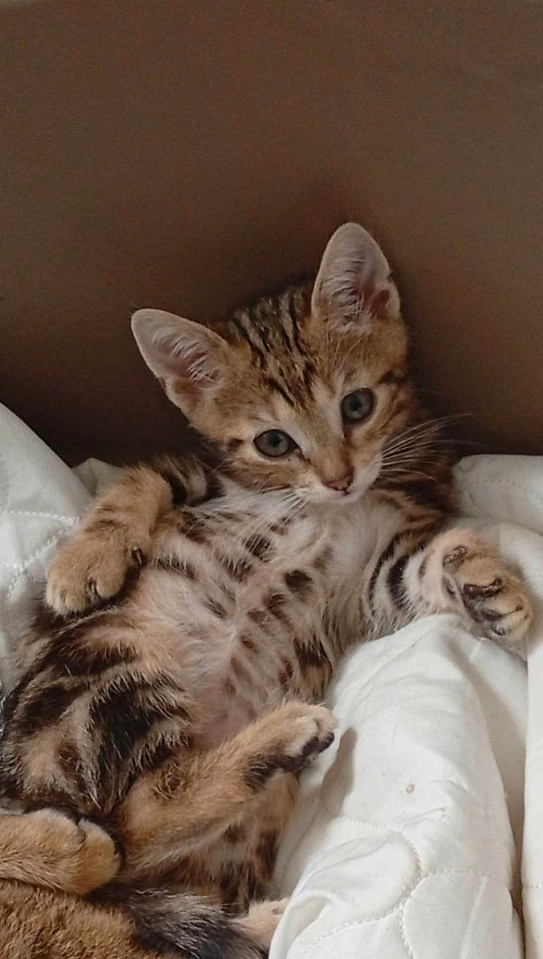 Léon a rejoint le concours — aidez-le/la à gagner de superbes lots ! kitten, cat, tabby, animal, pet, cute, feline, fur, whiskers, paw, indoor, resting, young, mammal, sleeping_area, cozy, quilt, soft, small, domestic