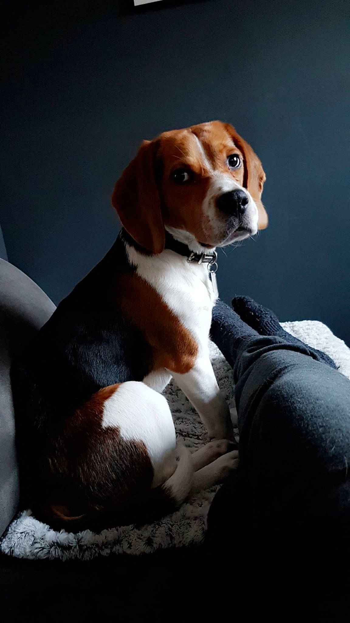 Murphy a rejoint le concours — aidez-le/la à gagner de superbes lots ! american_foxhound, beagle, beagle_harrier, beaglier, canidae, carnivore, companion_dog, dog, dog_breed, drever, english_foxhound, estonian_hound, finnish_hound, hamiltonstovare, harrier, hound, mammal, serbian_tricolour_hound, snout, vertebrate