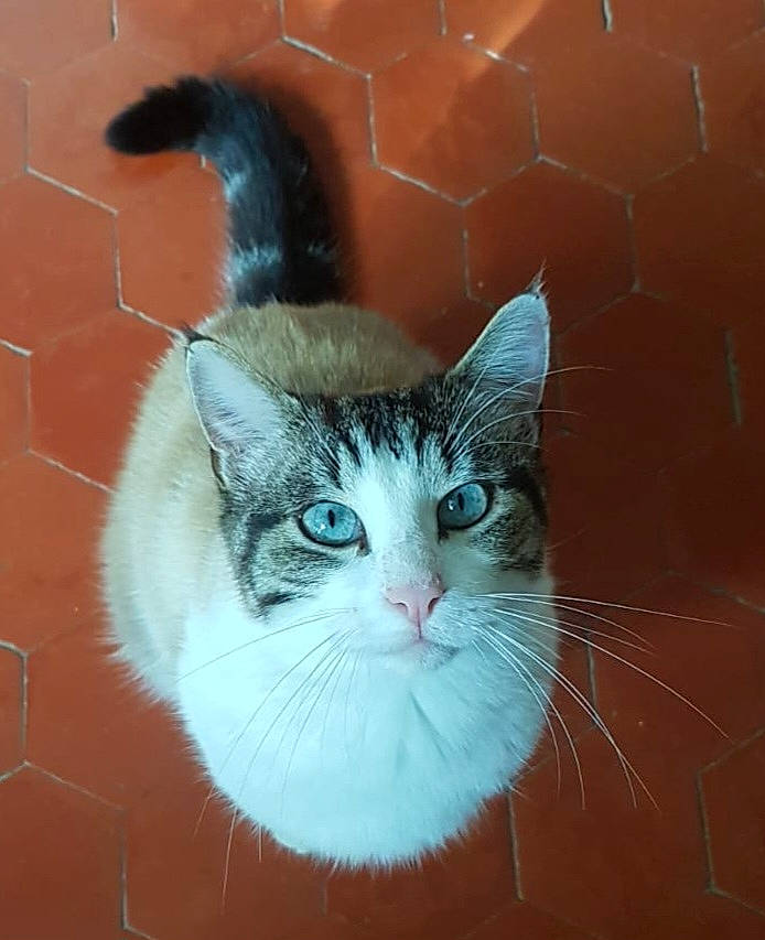 Migno a rejoint le concours — aidez-le/la à gagner de superbes lots ! abyssinian, angora, animal, cat, kitten, manx, pet, siamese, slate