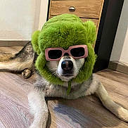 Joy participe au concours pour gagner de l'argent avec cette photo : accessories, animal, canine, dog, face, greenhair, hair, hardwood, head, indoors, person, pet, photography, plush, portrait, puppy, stainedwood, sunglasses, toy, wood