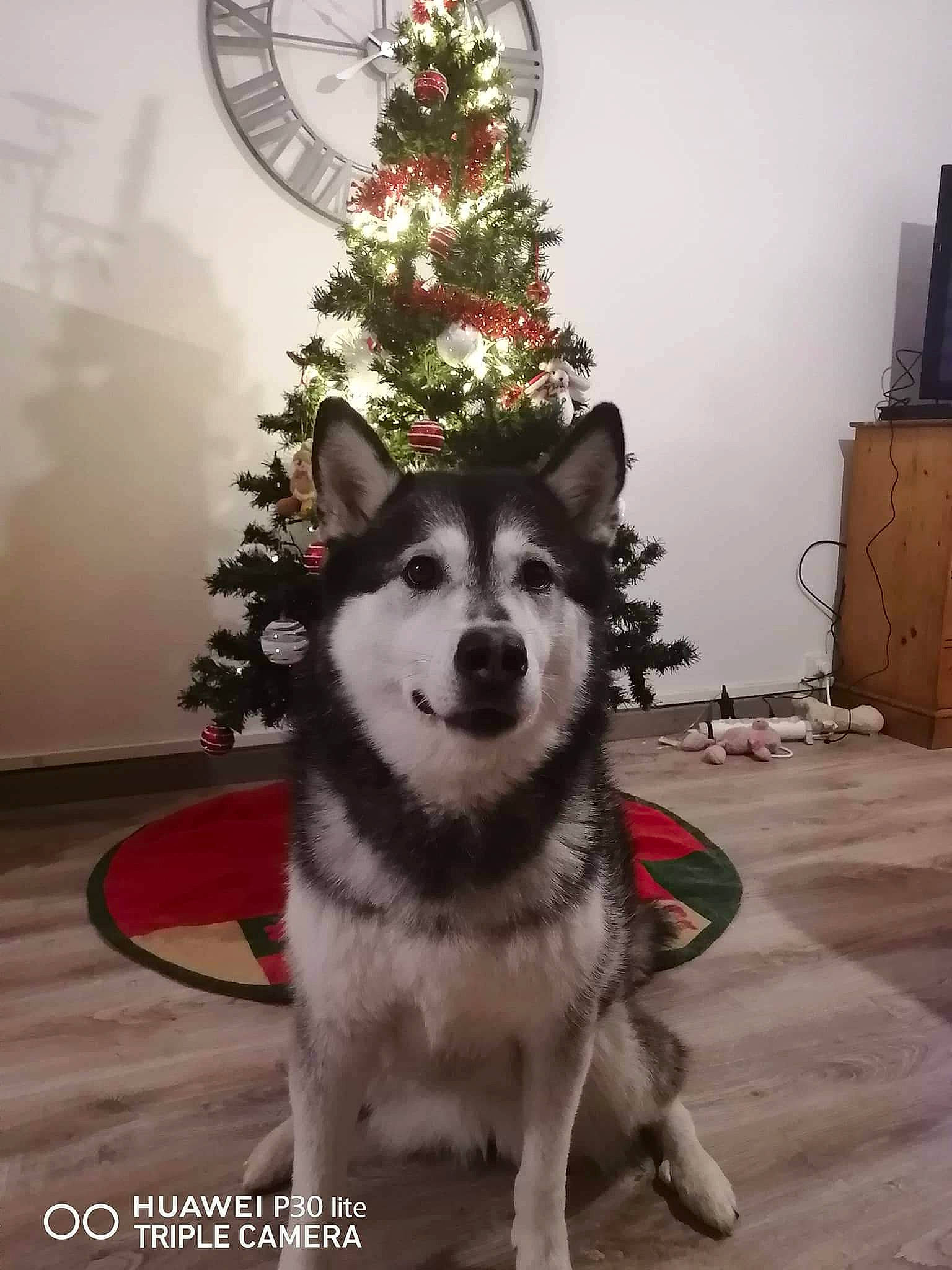 Joy participe au concours pour gagner de l'argent avec cette photo : cabinetry, carnivore, chest_of_drawers, christmas, christmas_decoration, christmas_eve, christmas_lights, christmas_ornament, christmas_tree, dog, dog_breed, dog_supply, evergreen, holiday, holiday_ornament, interior_design, ornament, sled_dog, snout