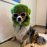 Mya participe au concours pour gagner de l'argent avec cette photo : accessories, animal, canine, clothing, cockerspaniel, dog, dogbed, door, glasses, goggles, greenhair, hair, hound, papillon, person, pet, plush, puppy, sunglasses, toy