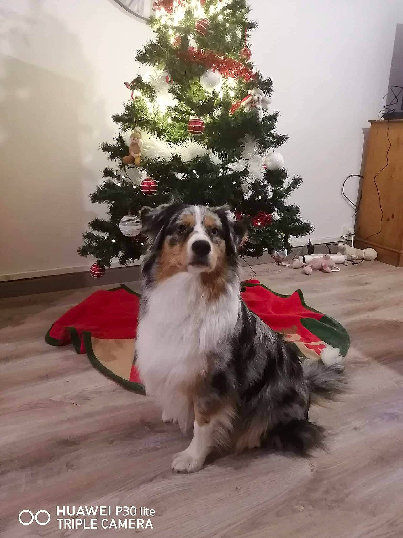 Mya participe au concours pour gagner de l'argent avec cette photo : carnivore, christmas, christmas_decoration, christmas_eve, christmas_ornament, christmas_tree, collar, companion_dog, dog, dog_breed, evergreen, floor, flooring, fur, holiday, home, interior_design, ornament, sporting_group