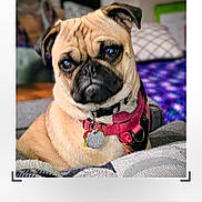 Minnie is registered to the contest to win money with this photo: dog, pug, pet, collar, indoor, couch, cushion, animal, close_up, face, fur, domestic_animal, portrait, looking, seated, canine, furniture, home, cute, companion