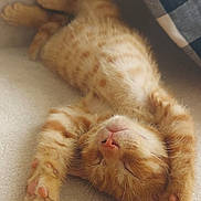 Simba a rejoint le concours — aidez-le/la à gagner de superbes lots ! kitten, cat, sleeping, ginger, fur, paw, closeup, indoor, cute, resting, cozy, soft, striped, pet, animal, relaxed, adorable, young, comfort, pillow