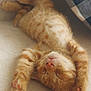 kitten, cat, sleeping, ginger, fur, paw, closeup, indoor, cute, resting, cozy, soft, striped, pet, animal, relaxed, adorable, young, comfort, pillow
