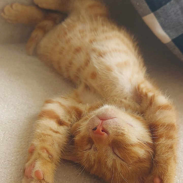 Simba a rejoint le concours — aidez-le/la à gagner de superbes lots ! adorable, animal, cat, closeup, comfort, cozy, cute, fur, ginger, indoor, kitten, paw, pet, pillow, relaxed, resting, sleeping, soft, striped, young