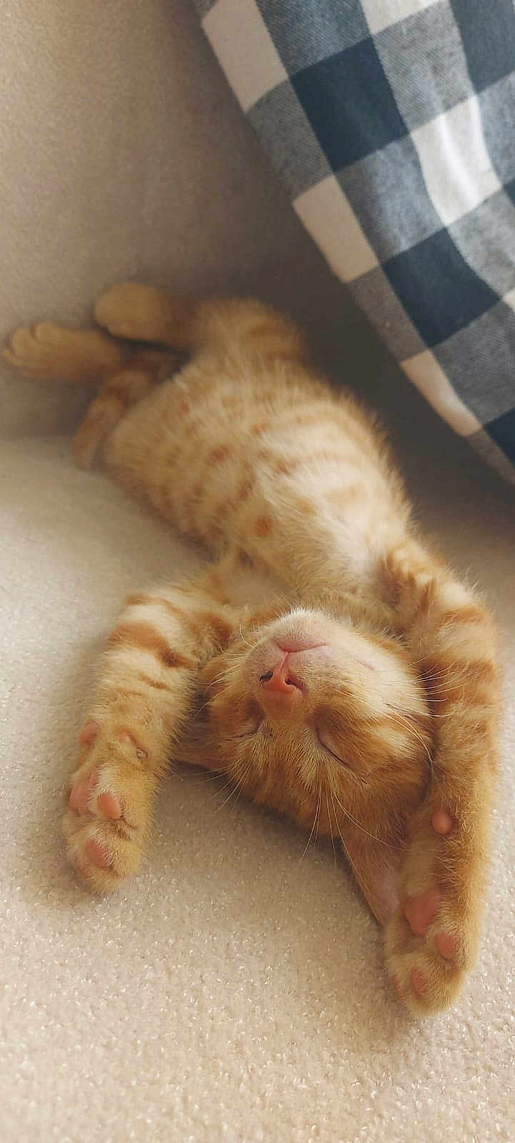 Simba a rejoint le concours — aidez-le/la à gagner de superbes lots ! kitten, cat, sleeping, ginger, fur, paw, closeup, indoor, cute, resting, cozy, soft, striped, pet, animal, relaxed, adorable, young, comfort, pillow
