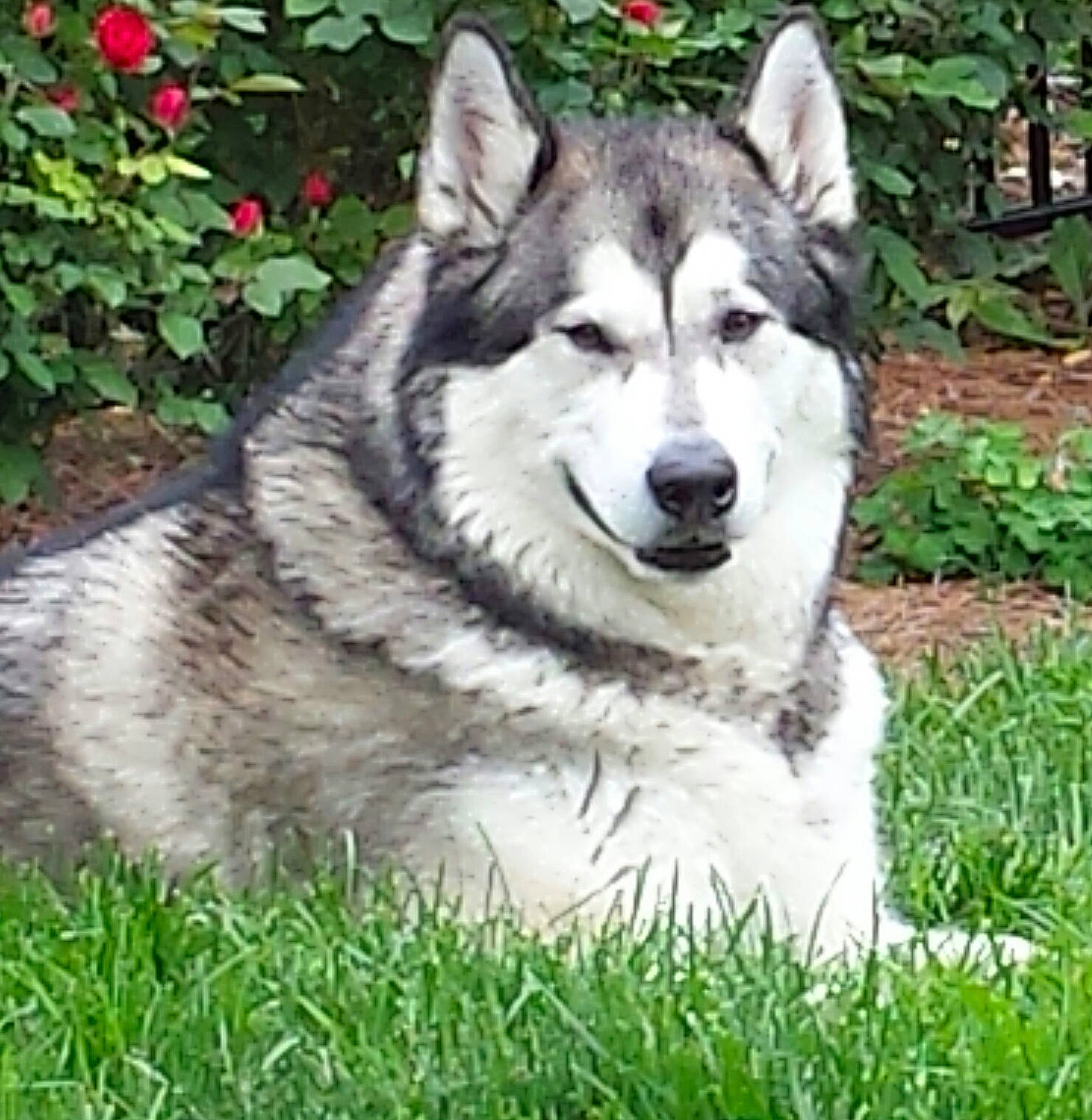 Barrow joined the competition — help win amazing prizes! ancient_dog_breeds, art, canis_lupus_tundrarum, carnivore, dog, dog_breed, fur, grass, plant, sled_dog, snout, sporting_group, terrestrial_animal, whiskers, wildlife, wolf, working_animal, working_dog