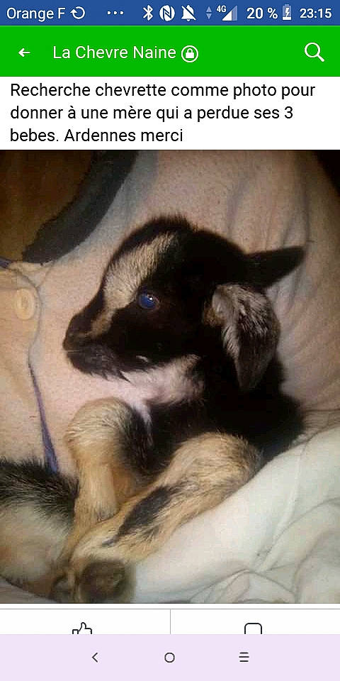 Venus participe au concours pour gagner de l'argent avec cette photo : canidae, carnivore, dog, dog_breed, paw, photo_caption, puppy, puppy_love