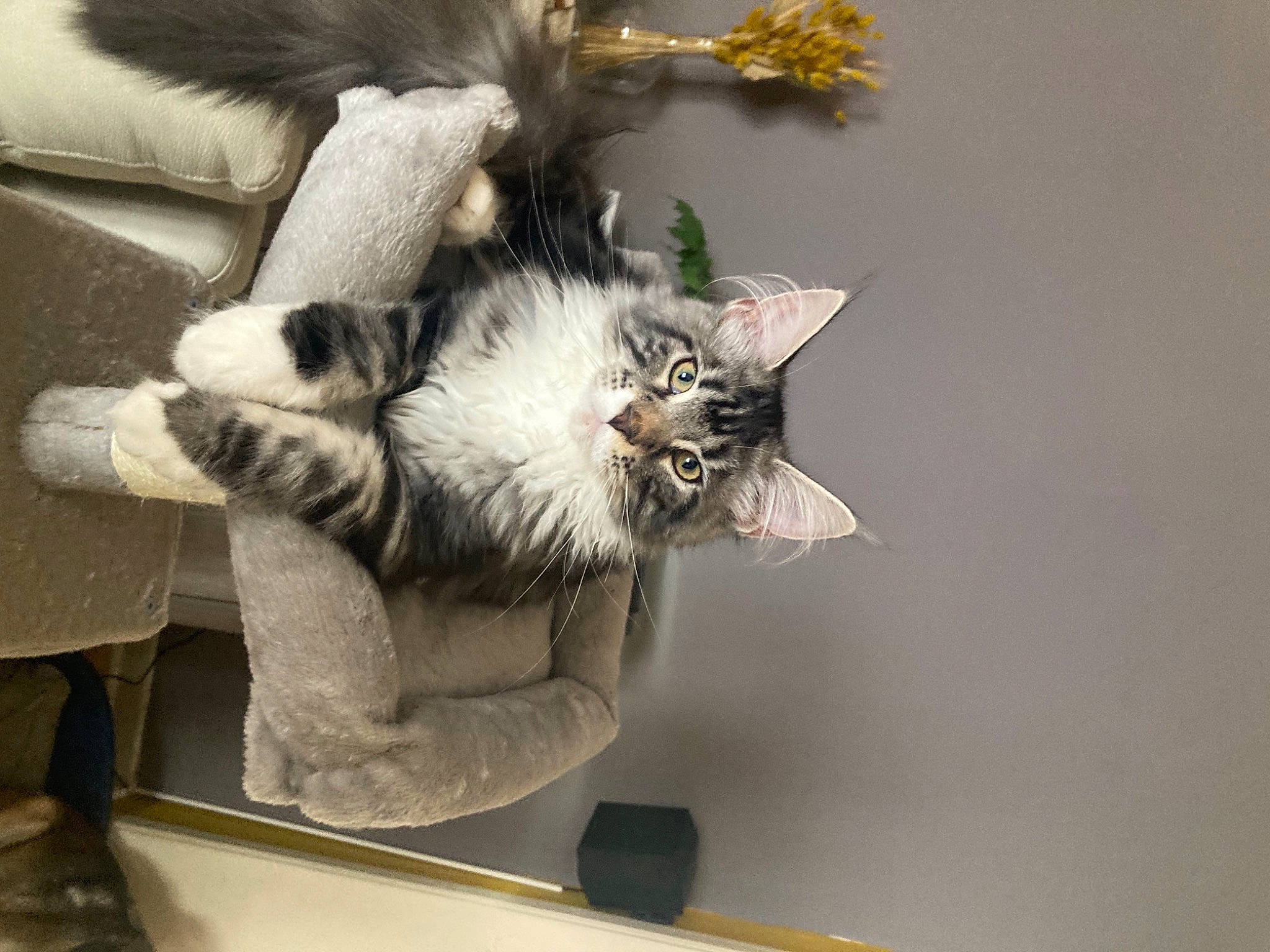 Odin participe au concours pour gagner de l'argent avec cette photo : carnivore, cat, claw, comfort, companion_dog, domestic_short_haired_cat, felidae, flower, flowerpot, fur, glove, paw, plant, small_to_medium_sized_cats, tail, whiskers, window