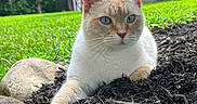 Rocko is registered to the contest to win money with this photo: cat, animal, outdoor, garden, mulch, greenery, gazebo, paw, fur, relaxing, nature, backyard, plant, rock, mammal, whiskers, eyes, pet, domestic_animal, resting