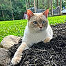 cat, animal, outdoor, garden, mulch, greenery, gazebo, paw, fur, relaxing, nature, backyard, plant, rock, mammal, whiskers, eyes, pet, domestic_animal, resting