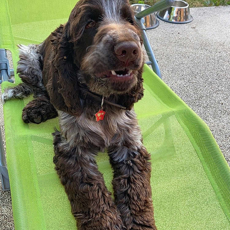 Pépito participe au concours pour gagner de l'argent avec cette photo : brown, canine, chair, collar, daylight, dog, dog_bowl, fluffy, fur, grass, gravel, green_chair, happy, outdoor, paw, pet, relaxed, resting, snout, white