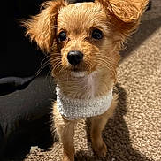 Milo is registered to the contest to win money with this photo: adorable, animal, brown_fur, canine, carpet, curious, cute, dog, domestic_animal, ears, fur, indoor, pet, puppy, small_dog, snout, standing, whiskers, white_sweater, young_dog
