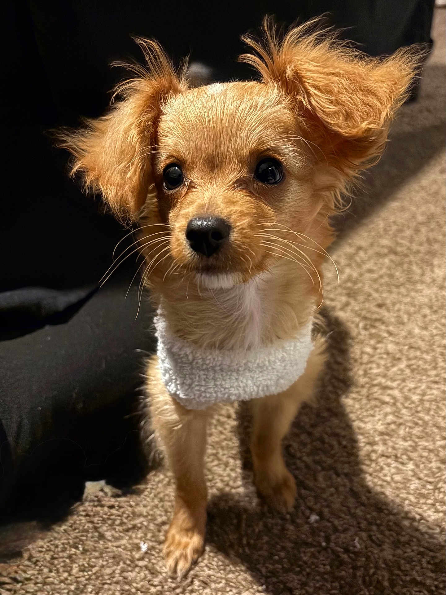 Milo