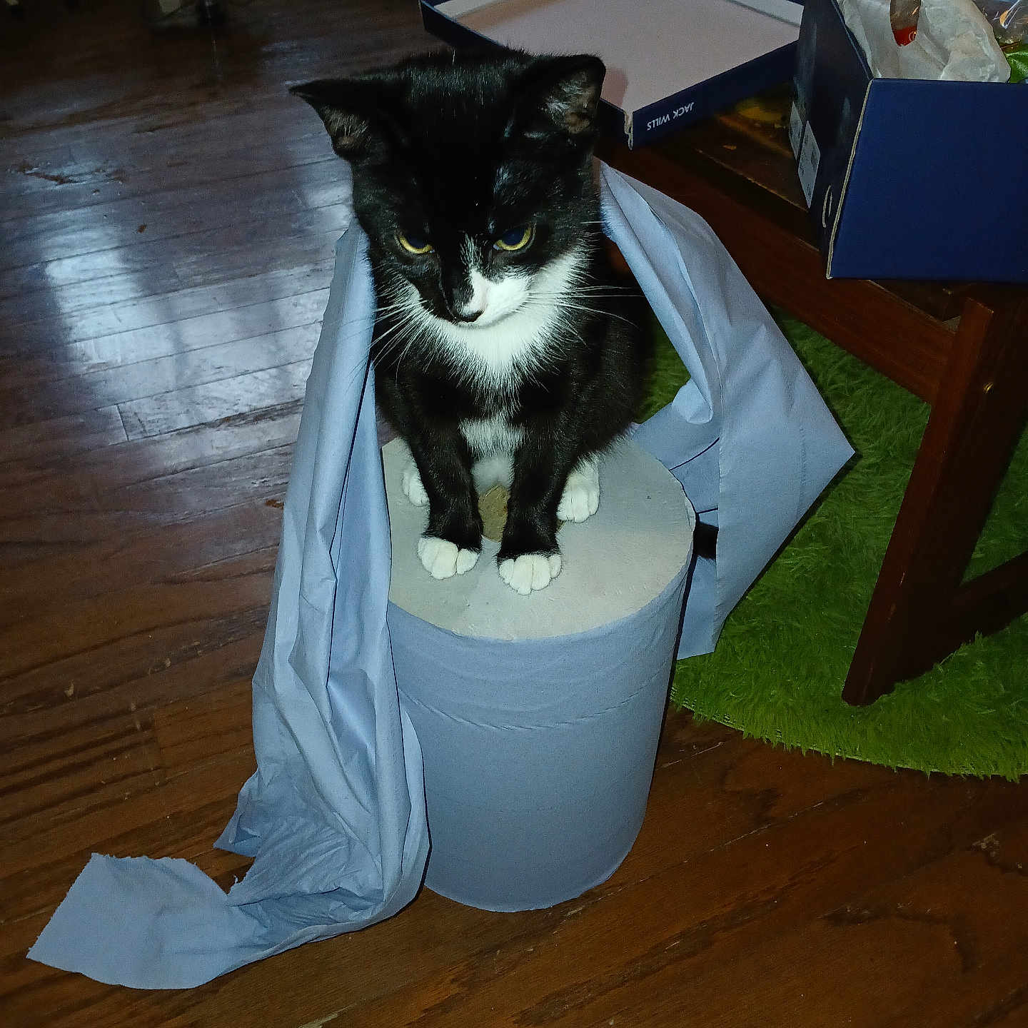 Ladyboy joined the competition — help win amazing prizes! animal, baby, bag, box, cat, furniture, hardwood, homedecor, indoors, kitten, manx, paper, person, pet, plywood, rug, table, tin, towel, wood