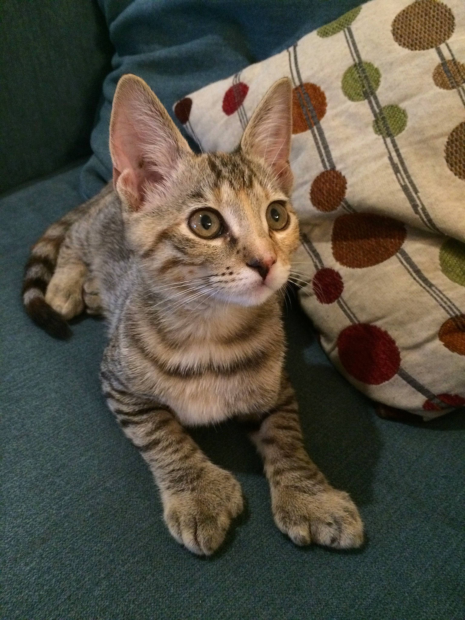 Fisher is registered to the contest to win money with this photo: american_shorthair, asian, australian_mist, bengal, california_spangled, carnivore, cat, domestic_short_haired_cat, dragon_li, european_shorthair, felidae, kitten, mammal, ocicat, pixie_bob, small_to_medium_sized_cats, sokoke, tabby_cat, vertebrate, whiskers