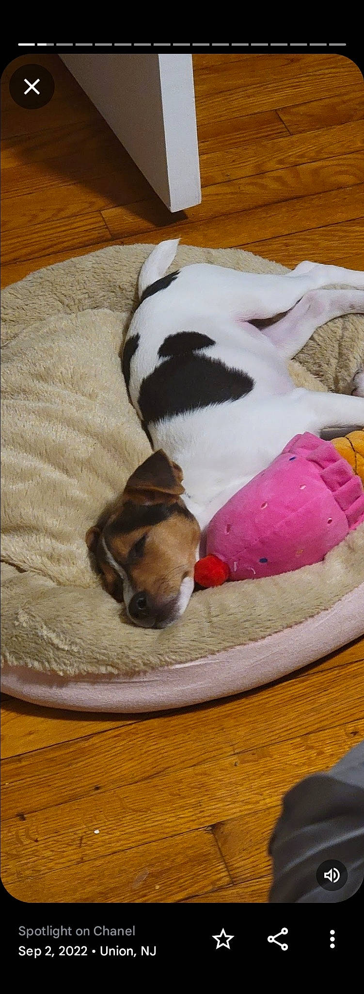 Chanel is registered to the contest to win money with this photo: canidae, carnivore, collar, comfort, companion_dog, dog, dog_bed, dog_breed, dog_supply, fawn, hardwood, linens, nap, non_sporting_group, paw, pet_supply, sporting_group, tail, wood, working_animal