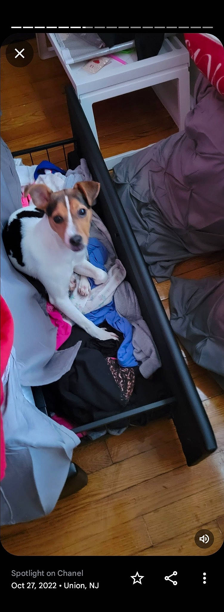 Chanel joined the competition — help win amazing prizes! ancient_dog_breeds, bag, canidae, car_seat, carnivore, chair, comfort, companion_dog, dog, dog_breed, dog_supply, fawn, formal_wear, fur, linens, non_sporting_group, room, sporting_group, toy_dog, working_dog