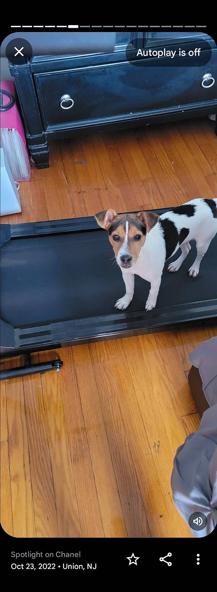 Chanel joined the competition — help win amazing prizes! carnivore, chair, collar, comfort, companion_dog, couch, dog, dog_breed, dog_supply, fawn, floor, flooring, hardwood, laminate_flooring, snout, table, tail, whiskers, wood, wood_flooring