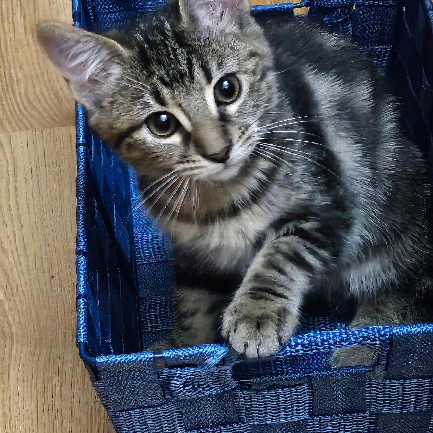 Lily participe au concours pour gagner de l'argent avec cette photo : abyssinian, animal, basket, box, cat, hardwood, kitten, manx, pet, shoppingbasket, wood