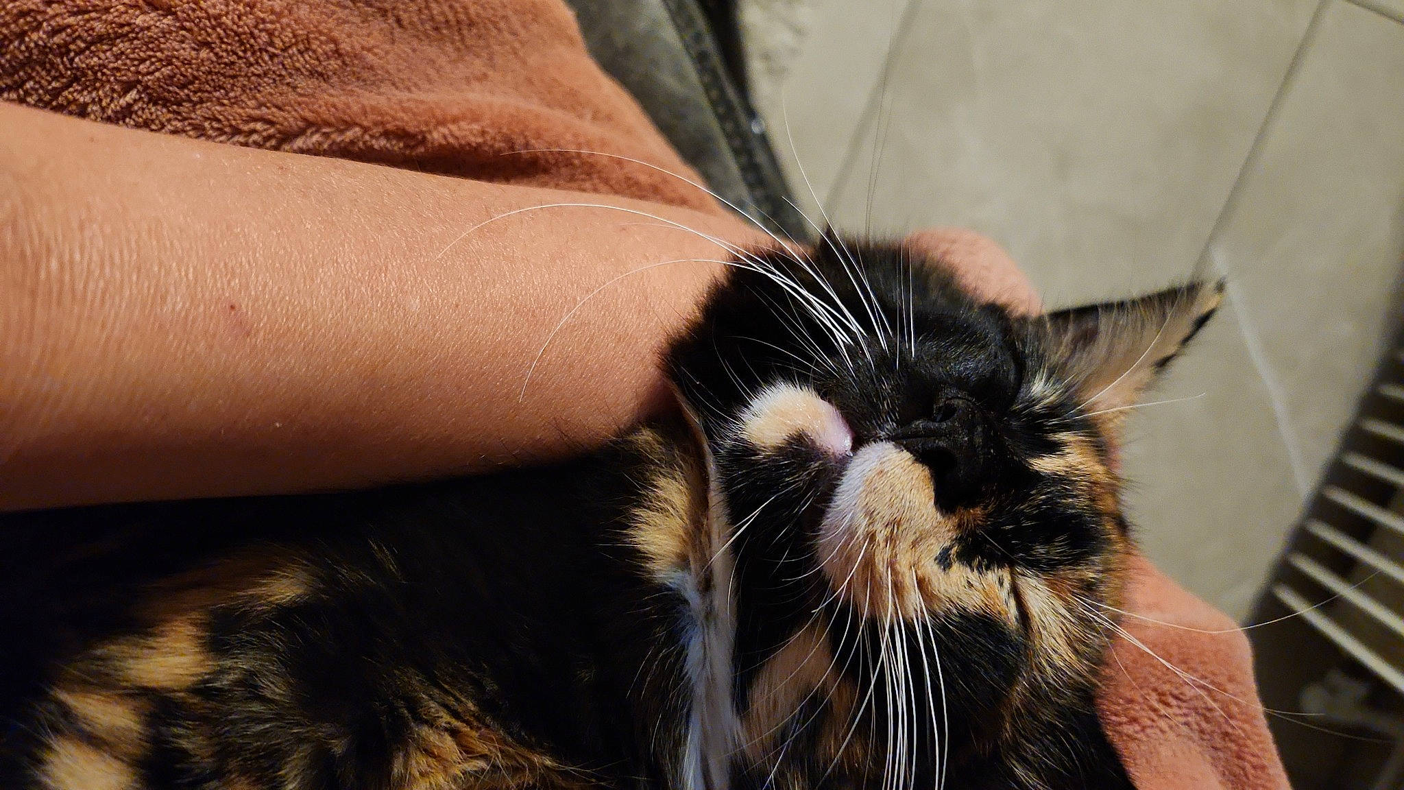 Fendy participe au concours pour gagner de l'argent avec cette photo : black_cat, carnivore, cat, claw, comfort, domestic_short_haired_cat, ear, eyelash, felidae, finger, fur, nail, nap, paw, small_to_medium_sized_cats, snout, tail, terrestrial_animal, whiskers, wildlife