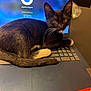 cat, kitten, tuxedo_cat, laptop, keyboard, computer_screen, whiskers, paw, tail, black_fur, white_markings, indoor, table, pet, curious, sitting, close_up, eyes, technology, home_office