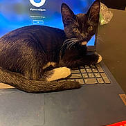 Oreo is registered to the contest to win money with this photo: cat, kitten, tuxedo_cat, laptop, keyboard, computer_screen, whiskers, paw, tail, black_fur, white_markings, indoor, table, pet, curious, sitting, close_up, eyes, technology, home_office