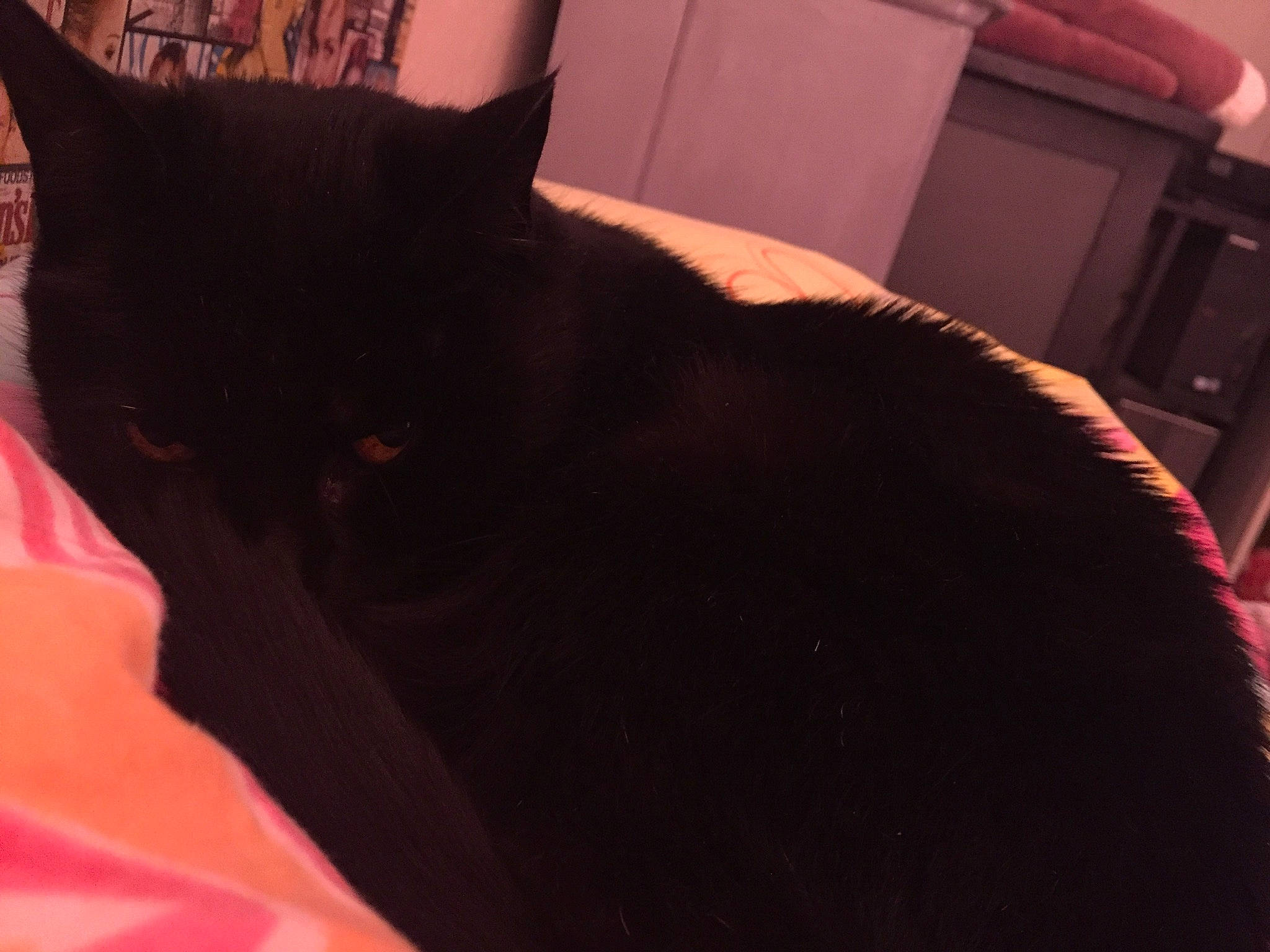 Nenette participe au concours pour gagner de l'argent avec cette photo : black_cat, bombay, brown, carmine, carnivore, cat, comfort, domestic_short_haired_cat, felidae, fur, grey, linens, nap, room, small_to_medium_sized_cats, snout, tail, terrestrial_animal, vertebrate, whiskers