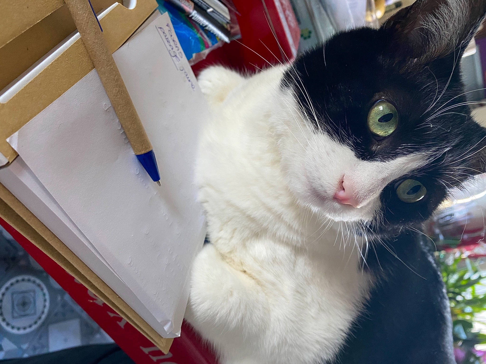 Pouilloux a rejoint le concours — aidez-le/la à gagner de superbes lots ! box, carnivore, cat, cat_furniture, cat_supply, domestic_short_haired_cat, felidae, fur, paw, pet_supply, plant, small_to_medium_sized_cats, snout, tail, tree, whiskers, window