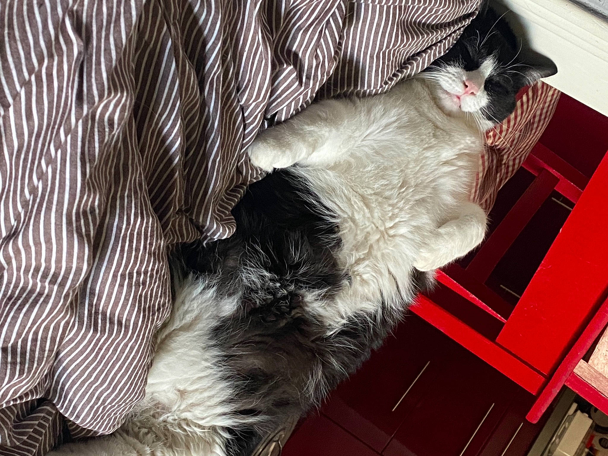 Pouilloux participe au concours pour gagner de l'argent avec cette photo : carnivore, cat, claw, comfort, companion_dog, domestic_short_haired_cat, felidae, flooring, fur, lap, mammal, nap, pattern, paw, small_to_medium_sized_cats, snout, sporting_group, tail, vertebrate, whiskers