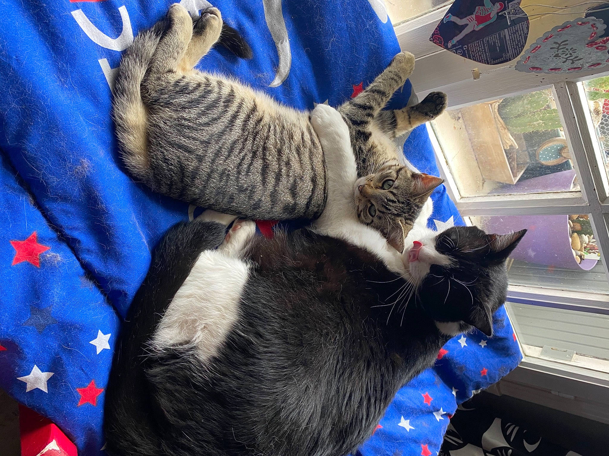 Pouilloux a rejoint le concours — aidez-le/la à gagner de superbes lots ! blue, canidae, carnivore, cat, claw, comfort, domestic_short_haired_cat, electric_blue, felidae, fur, gesture, grey, lap, nap, paw, small_to_medium_sized_cats, tail, tree, whiskers, woolen