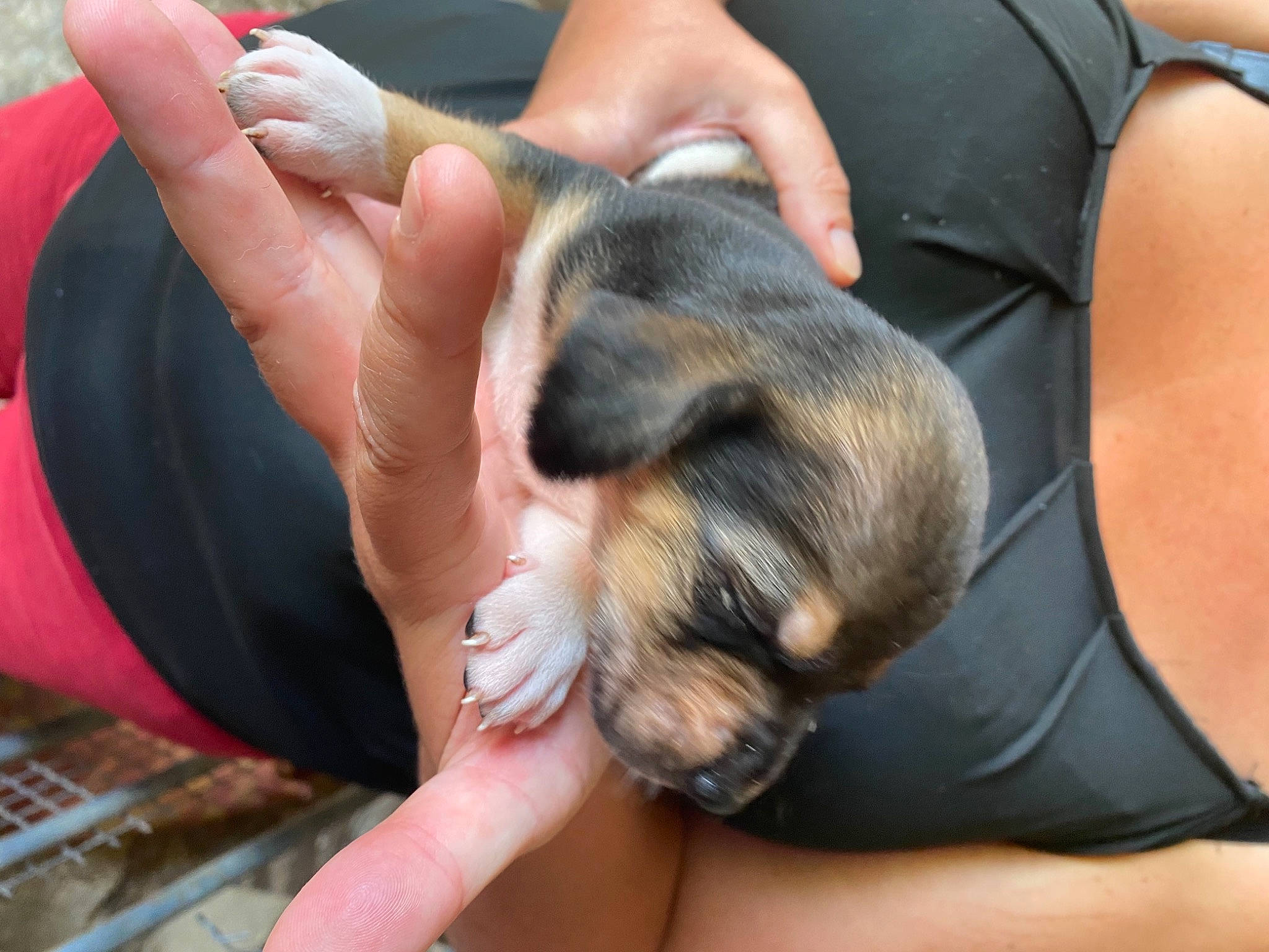 Sakura participe au concours pour gagner de l'argent avec cette photo : canidae, carnivore, comfort, companion_dog, dog, dog_breed, ear, fawn, finger, fur, gesture, hand, human_leg, nail, service, snout, sporting_group, thumb, toy_dog, wrist