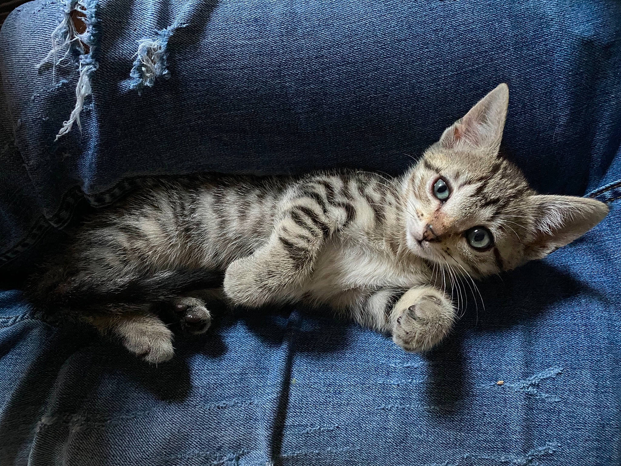 Fripouille a rejoint le concours — aidez-le/la à gagner de superbes lots ! carnivore, cat, claw, comfort, couch, domestic_short_haired_cat, felidae, fur, grey, nap, paw, sitting, small_to_medium_sized_cats, tail, whiskers