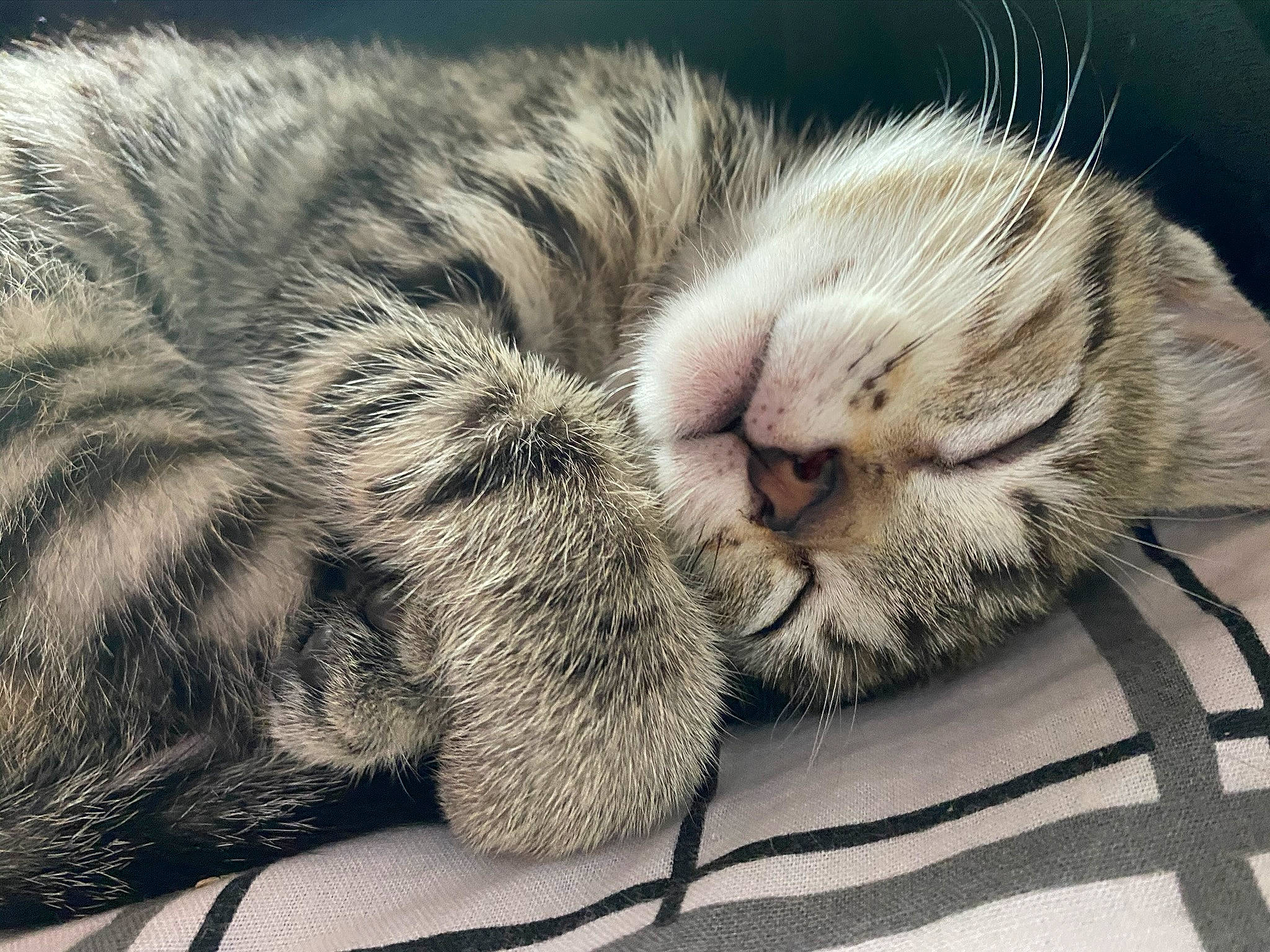 Fripouille participe au concours pour gagner de l'argent avec cette photo : carnivore, cat, claw, close_up, comfort, domestic_short_haired_cat, felidae, fur, grey, macro_photography, nap, pattern, paw, sleep, small_to_medium_sized_cats, snout, terrestrial_animal, whiskers