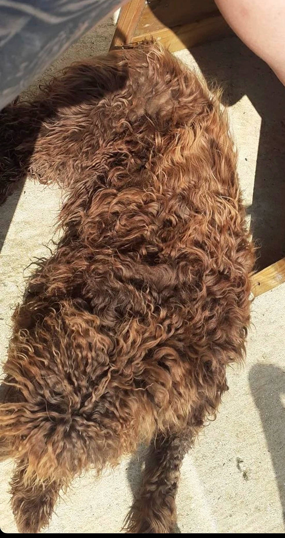 Izzy participe au concours pour gagner de l'argent avec cette photo : canidae, carnivore, companion_dog, dog_breed, fur, labradoodle, liver, natural_material, shadow, sporting_group, tail, terrestrial_animal, terrier, toy, toy_dog, water_dog, working_animal