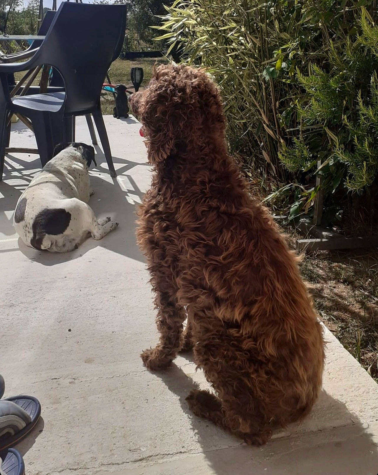 Izzy participe au concours pour gagner de l'argent avec cette photo : canidae, carnivore, chair, companion_dog, dog, dog_breed, dog_supply, fur, gas, leash, pet_supply, poodle, snout, soil, sporting_group, tail, terrier, toy_dog, water_dog, working_animal