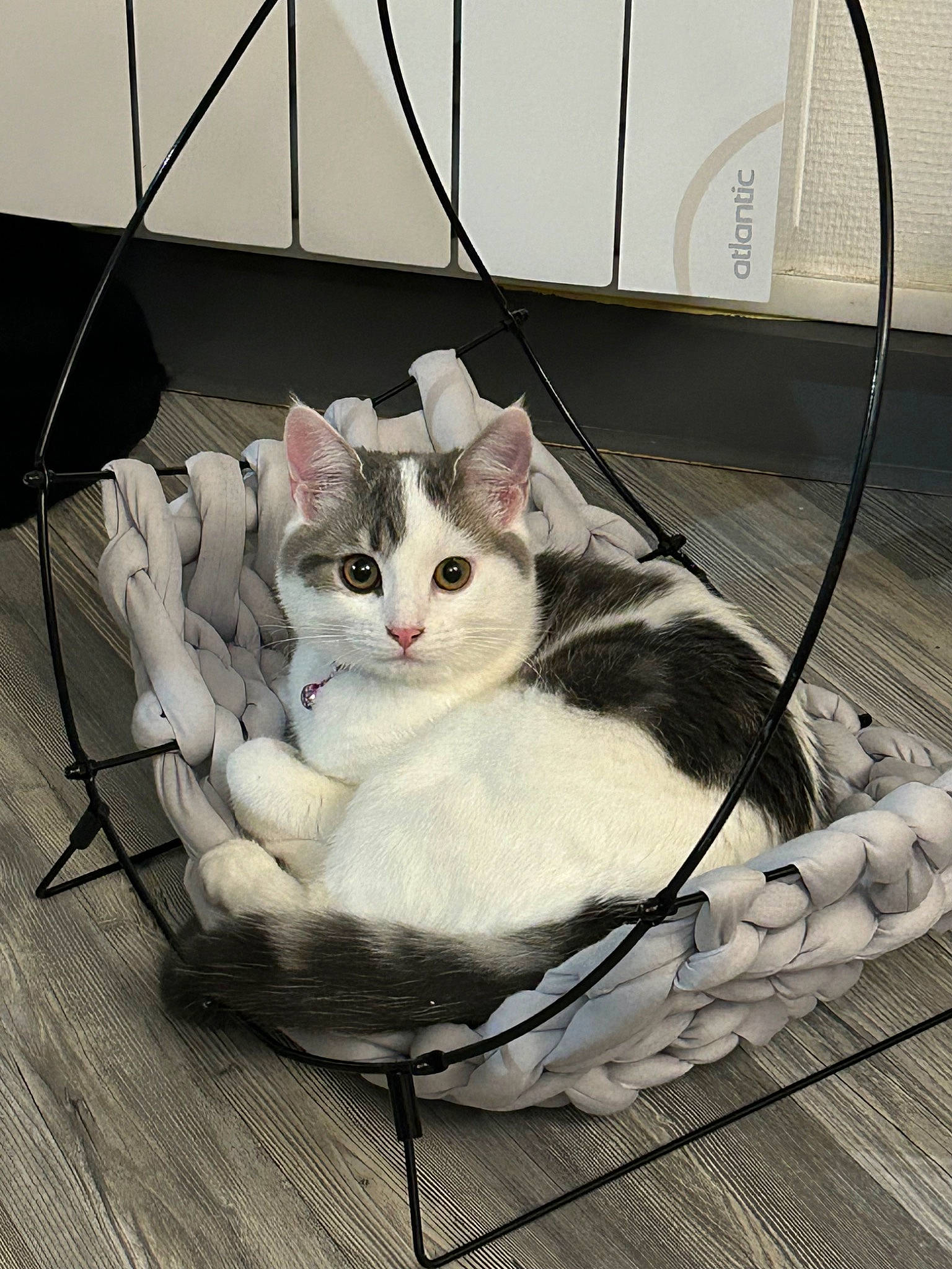 Louna participe au concours pour gagner de l'argent avec cette photo : animal_shelter, art, bag, basket, carnivore, cat, comfort, domestic_short_haired_cat, felidae, fur, grey, metal, paw, pet_supply, small_to_medium_sized_cats, snout, tail, whiskers, wire, wood