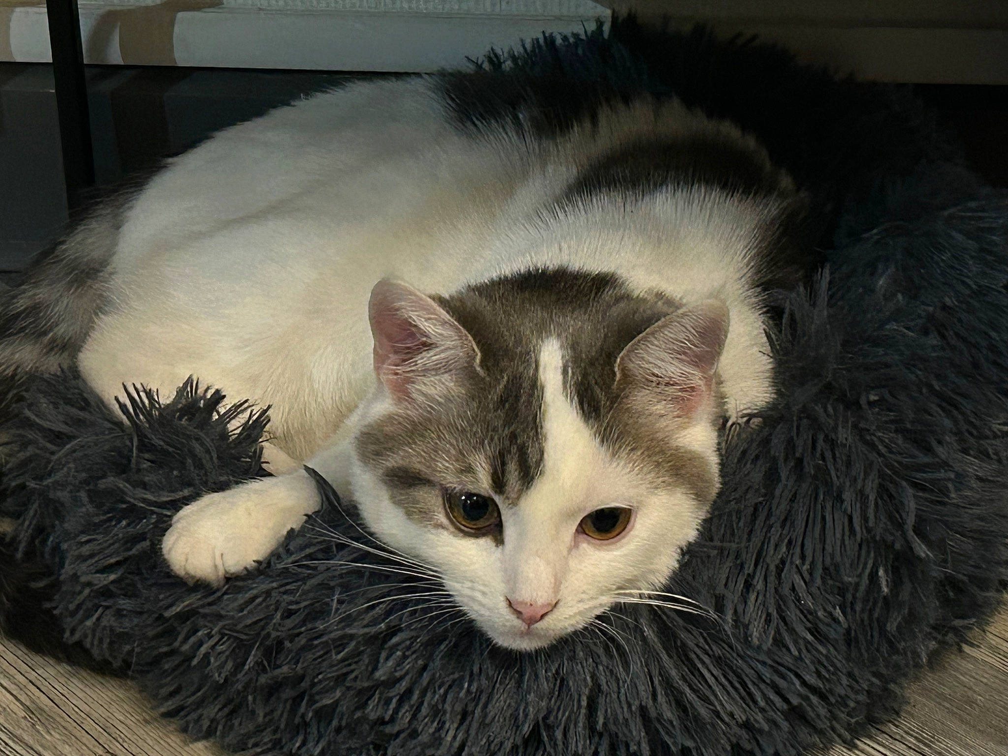 Louna participe au concours pour gagner de l'argent avec cette photo : carnivore, cat, cat_furniture, cat_supply, claw, domestic_short_haired_cat, ear, eye, fawn, felidae, fur, iris, paw, photo_caption, small_to_medium_sized_cats, snout, tail, tree, whiskers, window