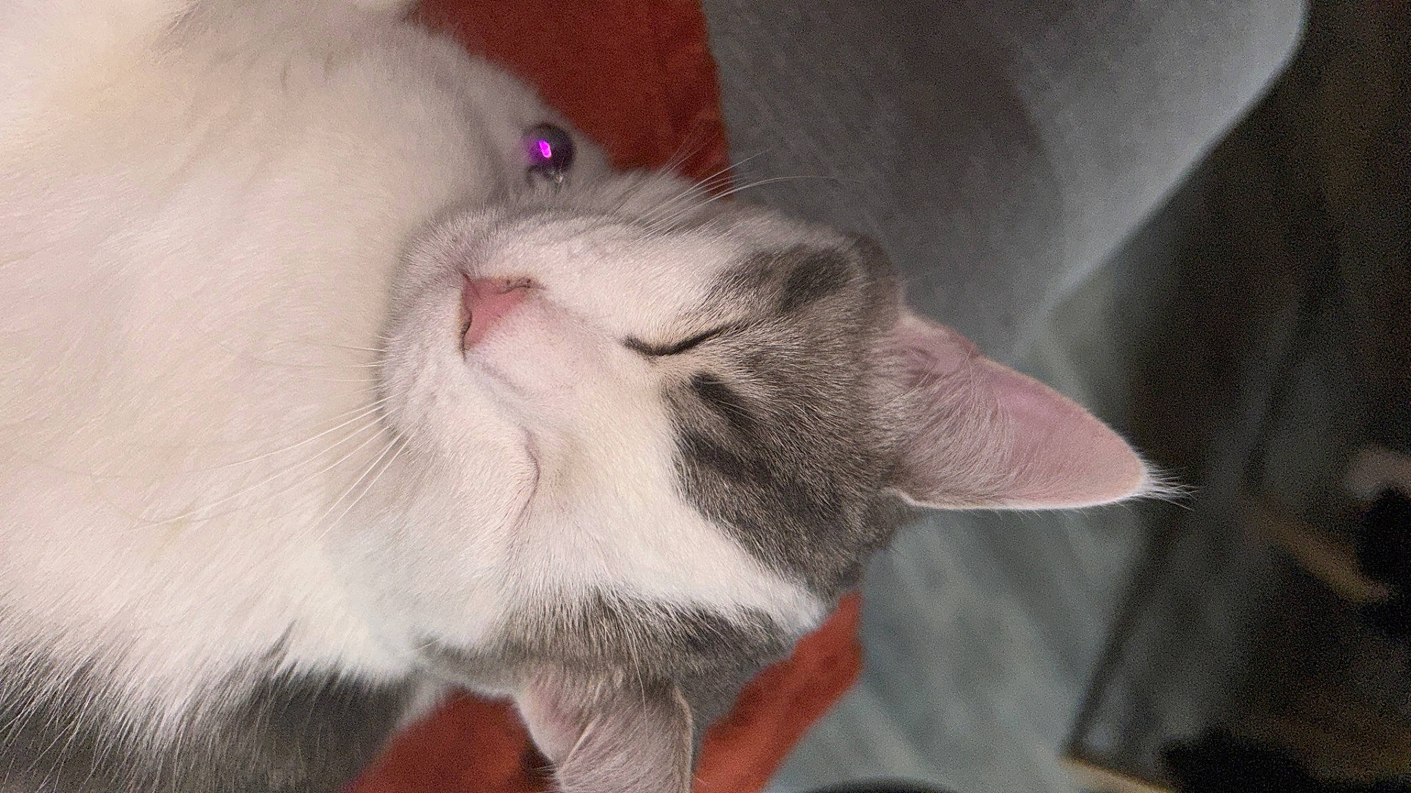 Louna participe au concours pour gagner de l'argent avec cette photo : carnivore, cat, claw, domestic_short_haired_cat, ear, fang, fawn, felidae, fur, paw, small_to_medium_sized_cats, snout, tail, whiskers