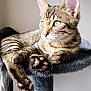 Alix participe au concours pour gagner de l'argent avec cette photo : animal, cat, cat_tree, closeup, curious, cute, ears, feline, fur, gray, indoor, natural_light, paw, pet, portrait, relaxed, resting, soft, tabby, whiskers