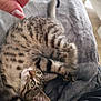 cat, kitten, tabby, playing, paw, blanket, hand, fur, indoor, cute, pet, animal, soft, curious, young, whiskers, ears, eyes, crouching, cozy