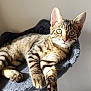 Alix a rejoint le concours — aidez-le/la à gagner de superbes lots ! alert, animal, cat, cat_tree, cozy, cute, ears, feline, fur, home, indoor, kitten, looking, paw, pet, relaxed, resting, sunlight, tabby, whiskers