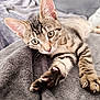 cat, kitten, tabby, stretching, paw, claws, blanket, gray, fur, whiskers, ears, eyes, cute, pet, indoor, cozy, soft, relaxing, animal, feline