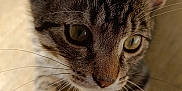 Alix a rejoint le concours — aidez-le/la à gagner de superbes lots ! animal, blur, cat, close_up, curious, cute, ears, feline, floor, focus, indoor, kitten, paws, pet, portrait, shadow, sunlight, tabby, whiskers, young