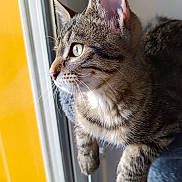 Alix participe au concours pour gagner de l'argent avec cette photo : animal, cat, cat_tree, closeup, curious, domestic_cat, ears, feline, fur, gray, indoor, light, looking, pet, reflection, side_view, tabby, toy, whiskers, window