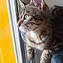 animal, cat, cat_tree, closeup, curious, domestic_cat, ears, feline, fur, gray, indoor, light, looking, pet, reflection, side_view, tabby, toy, whiskers, window