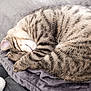 cat, tabby, sleeping, curled_up, fur, pet, animal, cozy, blanket, gray, soft, relaxed, cute, whiskers, paw, feline, domestic, resting, indoor, nap